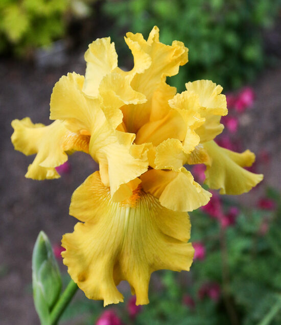 Vilkdalgis (Iris) 'Nidos Gintaras'